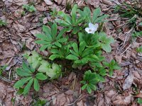 Helleborus niger 9, Saxifraga-Rutger Barendse