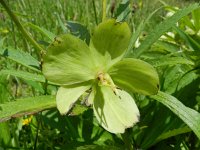 Helleborus viridis 11, Wrangwortel, Saxifraga-Rutger Barendse