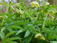 Helleborus viridis 12, Wrangwortel, Saxifraga-Ed Stikvoort