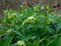 Helleborus viridis 13, Wrangwortel, Saxifraga-Ed Stikvoort