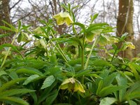 Helleborus viridis 14, Wrangwortel, Saxifraga-Ed Stikvoort