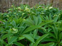 Helleborus viridis 15, Wrangwortel, Saxifraga-Ed Stikvoort