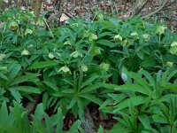 Helleborus viridis 16, Wrangwortel, Saxifraga-Ed Stikvoort