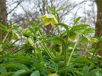 Helleborus viridis 17, Wrangwortel, Saxifraga-Ed Stikvoort