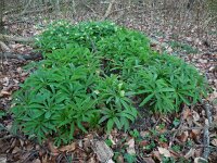 Helleborus viridis 18, Wrangwortel, Saxifraga-Ed Stikvoort