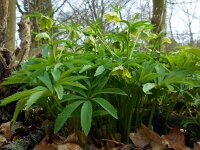 Helleborus viridis 19, Wrangwortel, Saxifraga-Ed Stikvoort