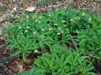 Helleborus viridis 21, Wrangwortel, Saxifraga-Ed Stikvoort