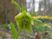 Helleborus viridis 22, Wrangwortel, Saxifraga-Ed Stikvoort