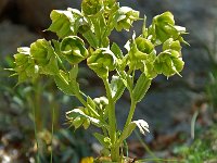 Helleborus viridis 3, Wrangwortel, Saxifraga-Willem van Kruijsbergen