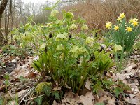 Helleborus viridis 5, Wrangwortel, Saxifraga-Peter Meininger