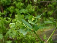 Helleborus viridis 8, Wrangwortel, Saxifraga-Dirk Hilbers