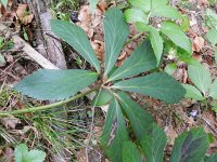 Helleborus viridis 9, Wrangwortel, Saxifraga-Rutger Barendse