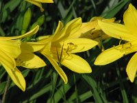 Hemerocallis lilioasphodelus 2, Saxifraga-Jasenka Topic