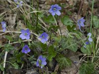 Hepatica nobilis 11, Saxifraga-Willem van Kruijsbergen