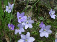 Hepatica nobilis 12, Saxifraga-Rutger Barendse