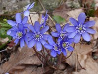 Hepatica nobilis 13, Saxifraga-Jan Willem Jongepier