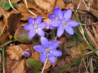 Hepatica nobilis 14, Saxifraga-Jasenka Topic