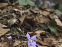 Hepatica nobilis 15, Saxifraga-Rob Felix : Plantae, Plants, planten