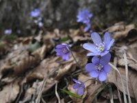 Hepatica nobilis 19, Saxifraga-Rob Felix : Plantae, Plants, planten