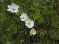 Hepatica nobilis 20, Saxifraga-Willem van Kruijsbergen