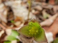 Hepatica nobilis 27, Saxifraga-Rutger Barendse