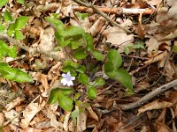 Hepatica nobilis 30, Saxifraga-Rutger Barendse