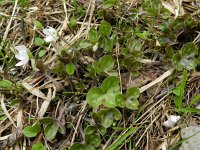 Hepatica nobilis 34, Saxifraga-Rutger Barendse