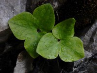 Hepatica nobilis 37, Saxifraga-Ed Stikvoort