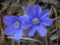 Hepatica nobilis 38, Saxifraga-Harry Jans