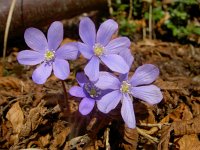 Hepatica nobilis 40, Saxifraga-Harry Jans