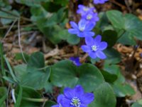 Hepatica nobilis 42, Saxifraga-Harry Jans