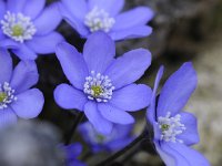 Hepatica nobilis 46, Leverbloempje, Saxifraga-Luuk Vermeer