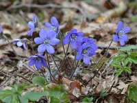 Hepatica nobilis 53, Leverbloempje, Saxifraga-Tom Heijnen