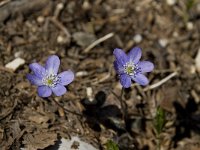 Hepatica nobilis 7, Saxifraga-Willem van Kruijsbergen