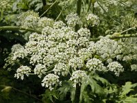 Heracleum mantegazzianum 10, Reuzenberenklauw, Saxifraga-Jan van der Straaten