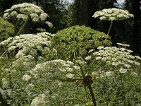 Heracleum mantegazzianum 11, Reuzenberenklauw, Saxifraga-Jan van der Straaten