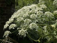 Heracleum mantegazzianum 12, Reuzenberenklauw, Saxifraga-Jan van der Straaten