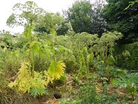 Heracleum mantegazzianum 16, Reuzenberenklauw, Saxifraga-Rutger Barendse