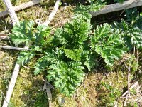 Heracleum mantegazzianum 18, Reuzenberenklauw, Saxifraga-Rutger Barendse