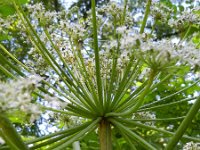 Heracleum mantegazzianum 23, Reuzenberenklauw, Saxifraga-Rutger Barendse