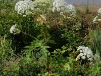 Heracleum mantegazzianum 26, Reuzenberenklauw, Saxifraga-Ed Stikvoort