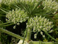 Heracleum mantegazzianum 27, Reuzenberenklauw, Saxifraga-Ed Stikvoort