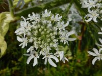 Heracleum mantegazzianum 28, Reuzenberenklauw, Saxifraga-Ed Stikvoort