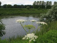 Heracleum mantegazzianum 3, Reuzenberenklauw, Saxifraga-Rutger Barendse