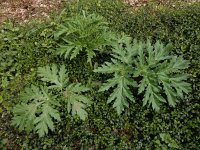 Heracleum mantegazzianum 30, Reuzenberenklauw, Saxifraga-Ed Stikvoort