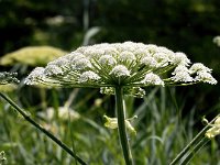 Heracleum mantegazzianum 32, Reuzenberenklauw, Saxifraga-Bart Vastenhouw