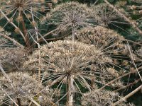 Heracleum mantegazzianum 5, Reuzenberenklauw, Saxifraga-Rudmer Zwerver