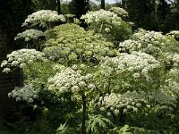 Heracleum mantegazzianum 9, Reuzenberenklauw, Saxifraga-Jan van der Straaten