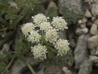 Heracleum pumilum 4, Saxifraga-Jan van der Straaten