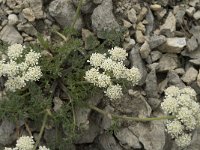 Heracleum pumilum 6, Saxifraga-Jan van der Straaten